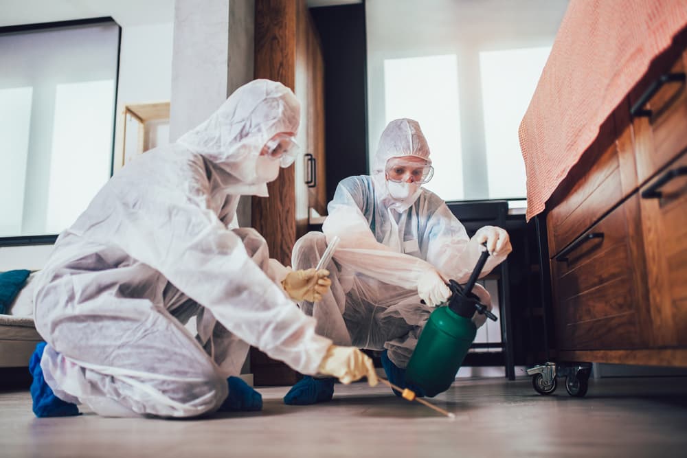 Ant Exterminator | Ant Removal Services | All Seasons Pest Control Ant Exterminator | Ant Removal Services | All Seasons Pest Control