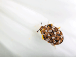 Carpetbeetle-1-300×225 ants
