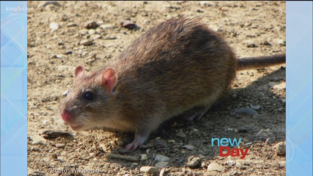 King5 New Day Show on Rat Control