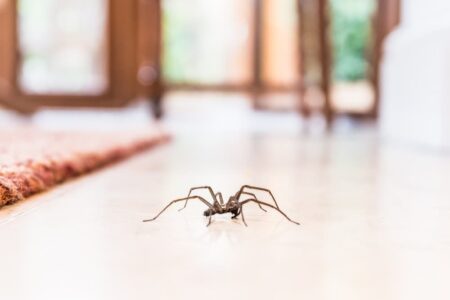A spider on the floor inside a home