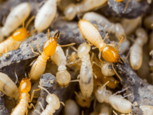 TERMITES-300×225 ants