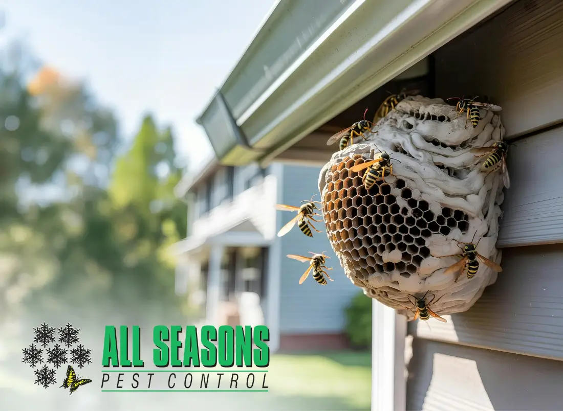 Will This Be a Bad Yellow Jacket Season Here’s How to Tell AllSeasonsPest Will This Be a Bad Yellow Jacket Season Here’s How to Tell