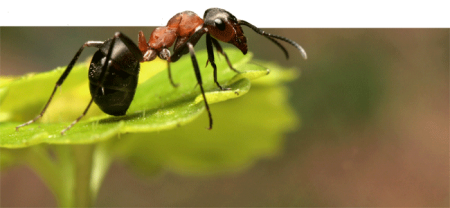Ant Control Yelm WA