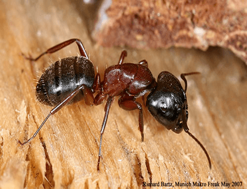 carpenterants