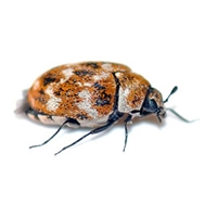 Carpet Beetle Control Yelm WA