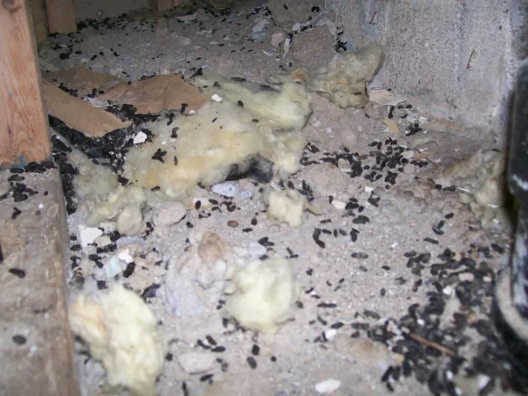 crawl-space-rodent-feces