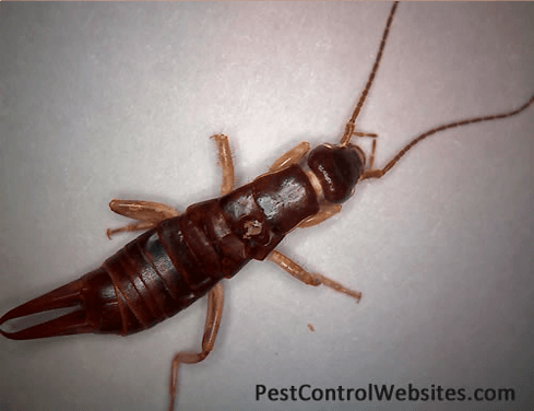 earwig