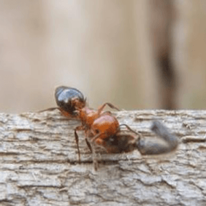 fireants-300×300 fireant
