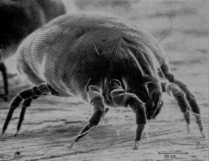 housedustmites-300×231 ants