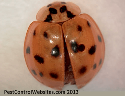 ladybug