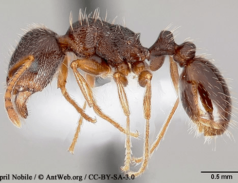 pavementants