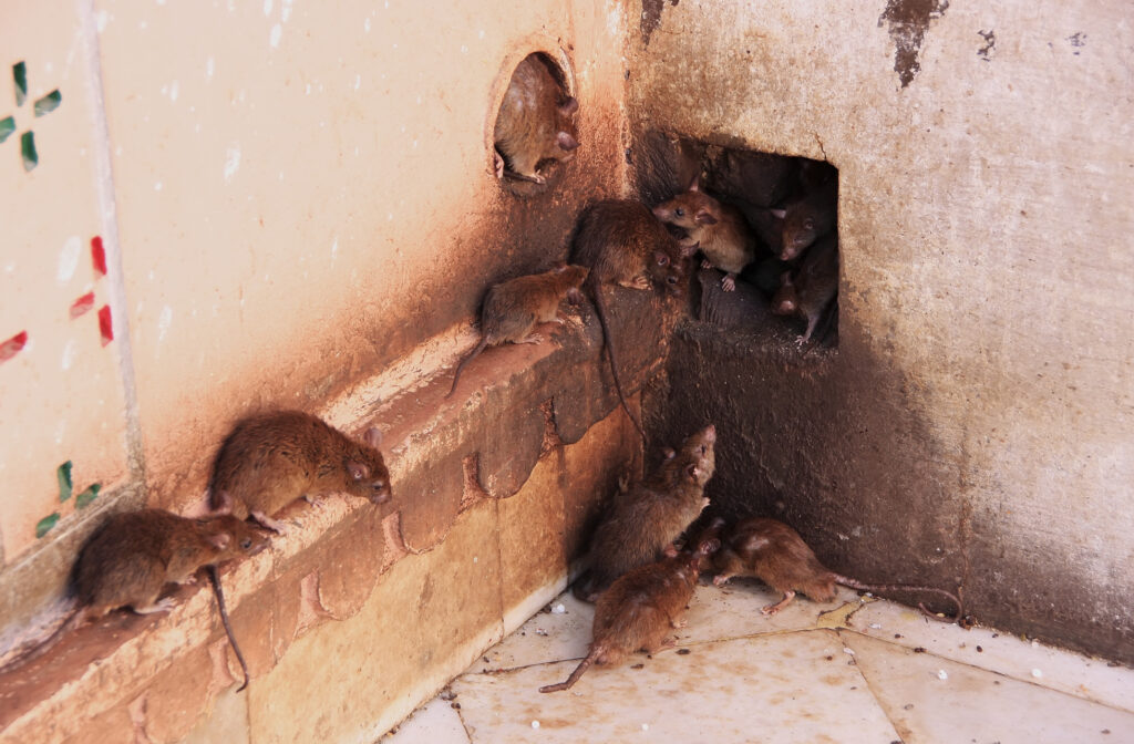 rat-group