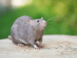rodents-300×225 ants