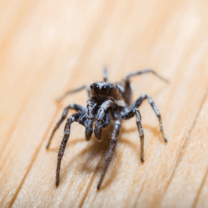 spiders-300×300 spider