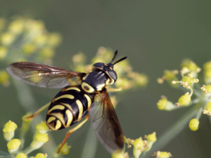stingingpests-300×225 ants