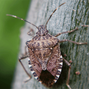 stinkbug